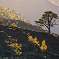 Buy canvas prints of Pine and Birch Trees in Autumn Glen Strathfarrar  by Barbara Jones