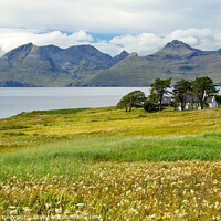 Buy canvas prints of Isle of Eigg, Summer Flowers, Small Isles Scotland by Barbara Jones