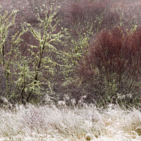 Buy canvas prints of Native Woodland Hoar Frost and Birches Scotland by Barbara Jones