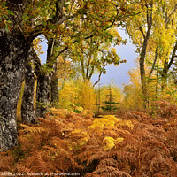 Buy canvas prints of Loch Rannoch Forest in Autumn, Perthshire Scotland by Barbara Jones