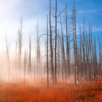Buy canvas prints of Misty Sunrise Yellowstone NP, USA. by Barbara Jones