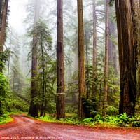 Buy canvas prints of Giant Redwoods in the Mist, California USA by Barbara Jones