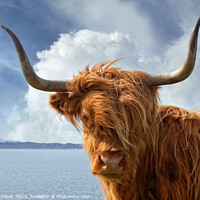 Buy canvas prints of Highland Cow, Applecross NC500 Scotland. by Barbara Jones