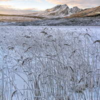 Buy canvas prints of Blaven and Frosted Reeds in Winter Isle of Skye by Barbara Jones