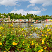 Buy canvas prints of Summer Flowers Tobermory Isle of Mull Scotland by Barbara Jones
