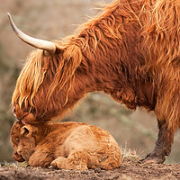 Buy canvas prints of Highland Cattle Mother and Calf by Barbara Jones