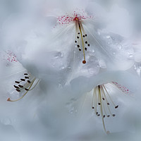 Buy canvas prints of  White Rhododendron in the Rain Garden Flower by Barbara Jones