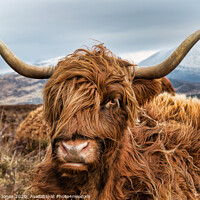 Buy canvas prints of Majestic Hairy Coo by Barbara Jones