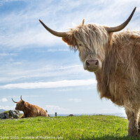 Buy canvas prints of  Highland Cows on the Isle of Lewis by Barbara Jones