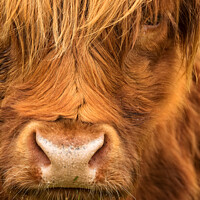 Buy canvas prints of  Highland Cow Scottish Highlands by Barbara Jones