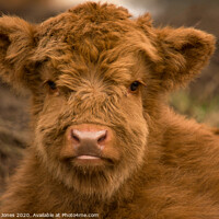 Buy canvas prints of Cute Calf Highland Cow Scotland by Barbara Jones