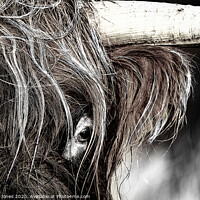 Buy canvas prints of Majestic Highland Cow by Barbara Jones