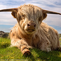 Buy canvas prints of Highland Cow  on the Isle of Lewis  by Barbara Jones