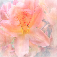 Buy canvas prints of Azalea Flower in Spring by Barbara Jones