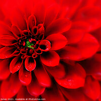 Buy canvas prints of Passionate Red Dahlia Blooms by Barbara Jones