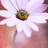 Buy canvas prints of Ethereal African Daisy by Barbara Jones