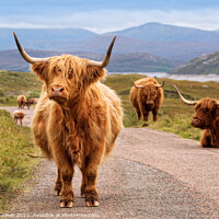 Buy canvas prints of Highland Cattle Kinloch Hourn Scottish Highlands by Barbara Jones