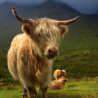 Buy canvas prints of Highland Cow and Red Cuillin Skye Scotland by Barbara Jones