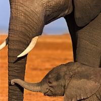 Buy canvas prints of Heartwarming Bond between Elephant Calf and Mother by Barbara Jones