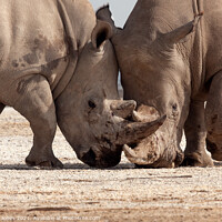 Buy canvas prints of Epic Rhinoceros Battle in Nakuru by Barbara Jones