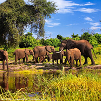 Buy canvas prints of Elephant Family Group Chobe River Botswana Africa by Barbara Jones