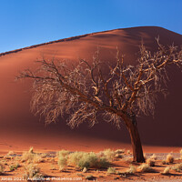 Buy canvas prints of Dune 45 solitary tree Sossusvlei Namibia Africa. by Barbara Jones