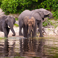 Buy canvas prints of Elephants Chobe River Botswana Africa by Barbara Jones