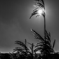 Buy canvas prints of Reed in the Light by David Neve