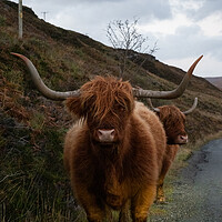 Buy canvas prints of Highland Cow by Emma Dickson