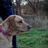 Buy canvas prints of Golden Working Labrador  by Emma Dickson