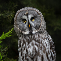 Buy canvas prints of Great Grey Owl by Emma Dickson