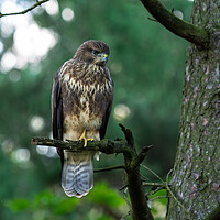 Buy canvas prints of Common Buzzard Perched on a Tree Branch by Emma Dickson