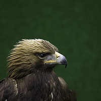 Buy canvas prints of Portrait of a Golden Eagle by Emma Dickson
