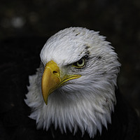 Buy canvas prints of Portrait of a Bald Eagle by Emma Dickson