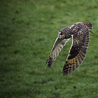 Buy canvas prints of Long Eared Owl by Emma Dickson
