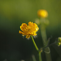 Buy canvas prints of Buttercup by Emma Dickson
