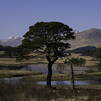 Buy canvas prints of Tree at Loch Tulla by Emma Dickson