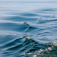 Buy canvas prints of Beautiful water waves. Baltic Sea. by Alexey Rezvykh
