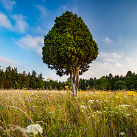 Buy canvas prints of Lonely juniper tree on the meadow. by Alexey Rezvykh