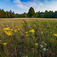 Buy canvas prints of A meadow flowers and juniper tree. by Alexey Rezvykh
