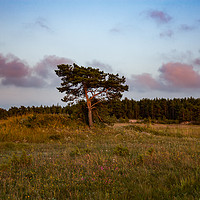 Buy canvas prints of Lonely pine tree on the field by Alexey Rezvykh