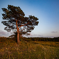 Buy canvas prints of Lonely pine tree on a field by Alexey Rezvykh