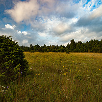 Buy canvas prints of Juniper on field with flowers and forest. by Alexey Rezvykh