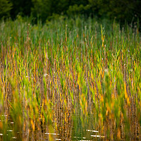 Buy canvas prints of Green grass on the lake water. by Alexey Rezvykh