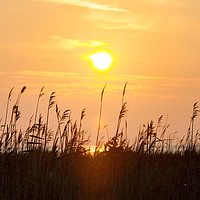 Buy canvas prints of Sun disk and grass at sunset. by Alexey Rezvykh