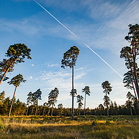 Buy canvas prints of Tall pines on blue sky by Alexey Rezvykh