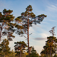 Buy canvas prints of Tall pine trees in sunset light. by Alexey Rezvykh