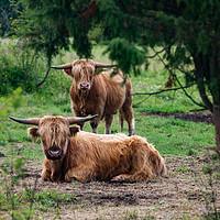 Buy canvas prints of Highland cows in a forest. by Alexey Rezvykh