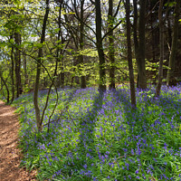 Buy canvas prints of Bluebells in  Shropshire, UK by Richard O'Donoghue