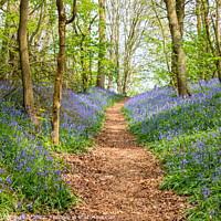 Buy canvas prints of Bluebell Wood by Richard O'Donoghue